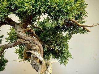 Bonsái Juniperus Kishu