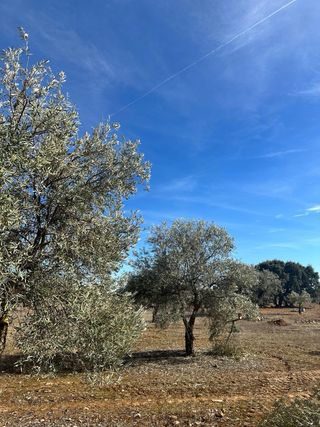 Olivos en venta Madrid