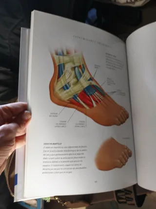 Coleccion anatomía ideal estudiante