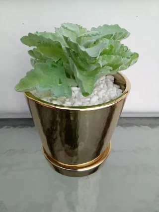 Maceta Dorada Decorativa