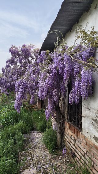 Terreno en Pozoblanco