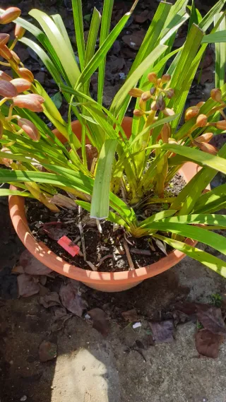 Orquídea Rosa em Vaso