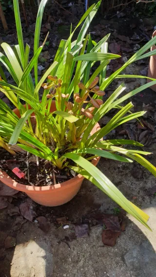 Orquídea Rosa em Vaso