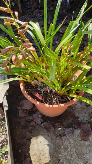 Orquídea Rosa em Vaso