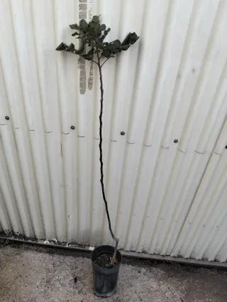 Planta de algarrobo en maceta