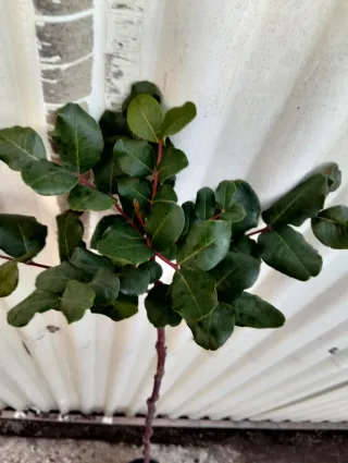 Planta de algarrobo en maceta