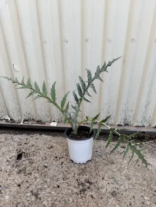 Planta de alcachofa en maceta