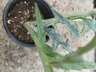 Planta de alcachofa en maceta