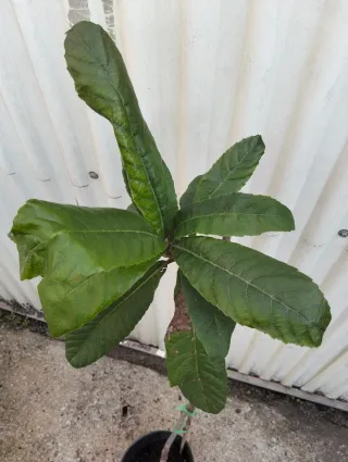 Planta de níspero peluche en maceta