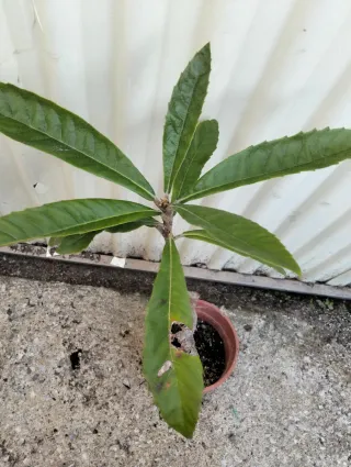 Planta bonsai de níspero california en maceta