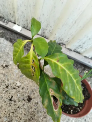Planta de café con una cebolla
