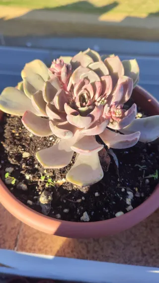 2 Echeverias a raíz desnuda