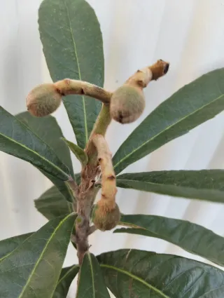 Planta de níspero bonsay california en maceta