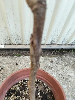 Planta de níspero bonsay california en maceta