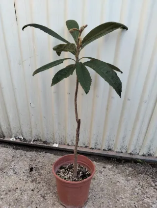 Planta de níspero bonsay california en maceta