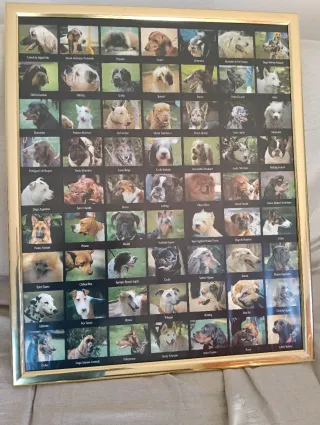 Cuadro de razas de perros con marco dorado