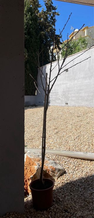 Cerezo Picota (Prunus avium)