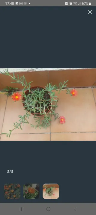 Planta Mesen Cobrizo