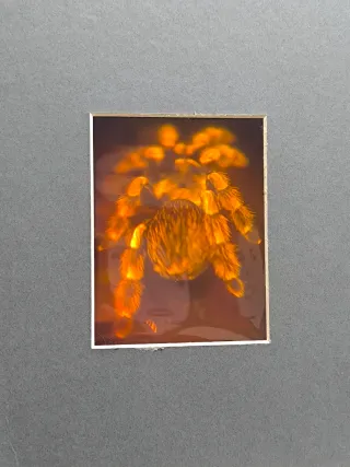 Antiguo holograma tarántula 80s/90s