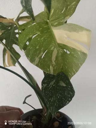 Monstera Thai Constellation