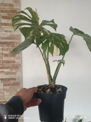 Monstera Thai Constellation