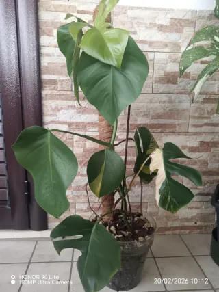 Monstera Aurea