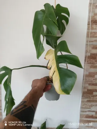 Monstera Aurea Pianta