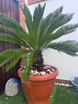 Cica (Cycas revoluta) en maceta