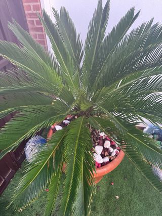 Cica (Cycas revoluta) en maceta