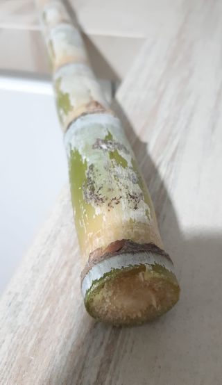 Caña dulce cañadu num 1 Con 2 hijos.