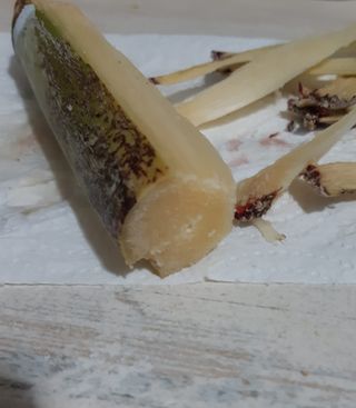 Caña dulce cañadu num 1 Con 2 hijos.