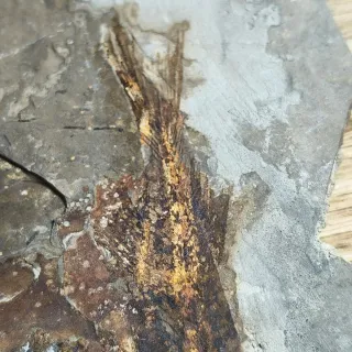 FOSIL DE PEZ EN PIEDRA