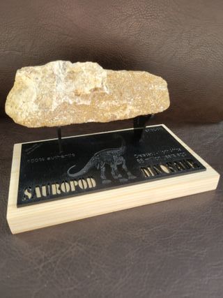 Fósil Dinosaurio Cretácico S026