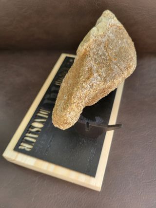 Fósil Dinosaurio Cretácico S026