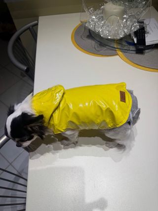 Impermeabile cane con cappuccio giallo