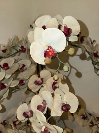 Planta Orquídea Blanca y Roja