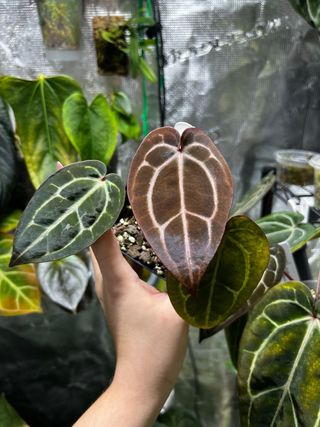 Anthurium carlablackie (RA5 x RA10) x open