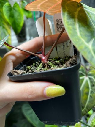 Anthurium carlablackie (RA5 x RA10) x open