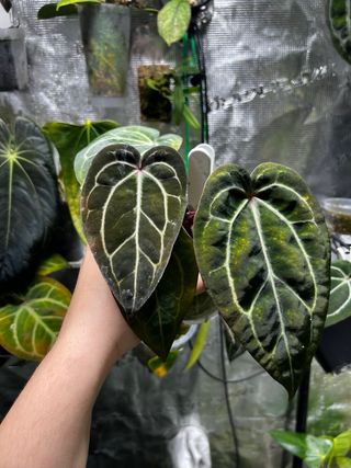 Anthurium carlablackie (RA5 x RA10) x open