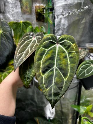 Anthurium carlablackie (RA5 x RA10) x open
