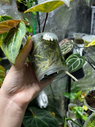 Anthurium carlablackie (RA5 x RA10) x open