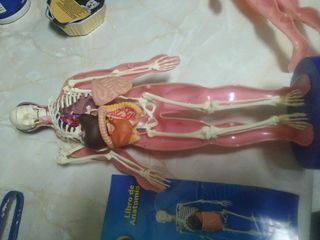 2 muñecos anatomía del cuerpo humano