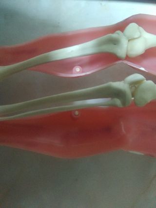 2 muñecos anatomía del cuerpo humano