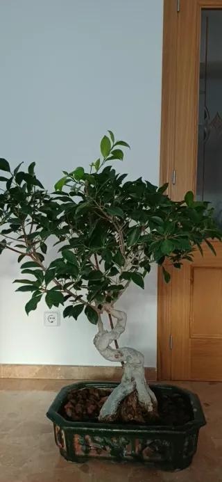 Bonsái Ficus