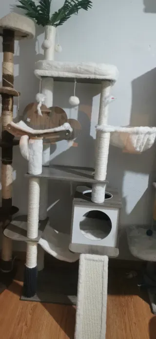 Cuidadora de gatos con amor