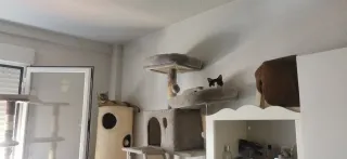 Cuidadora de gatos con amor