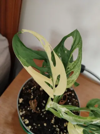 Monstera adansonii variegata