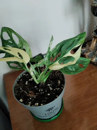 Monstera adansonii variegata