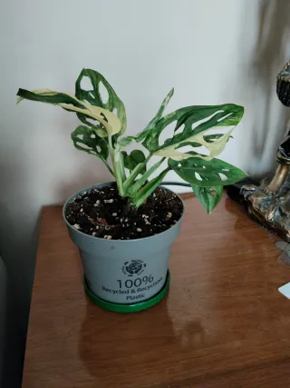 Monstera adansonii variegata