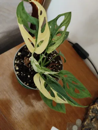Monstera adansonii variegata